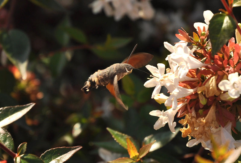 Macroglossum stellatarum